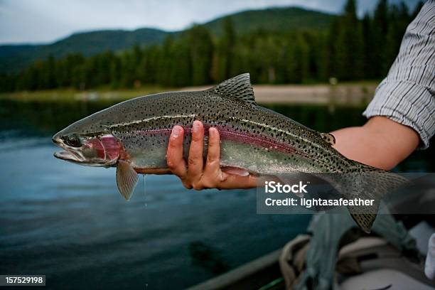 Rainbow Trout Stockfoto und mehr Bilder von Lachsforelle - Lachsforelle, Bundesstaat Washington, Forelle