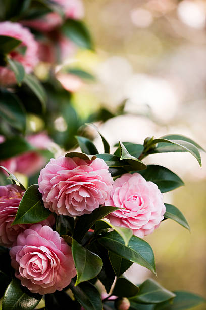 Camellia  camellia stock pictures, royalty-free photos & images