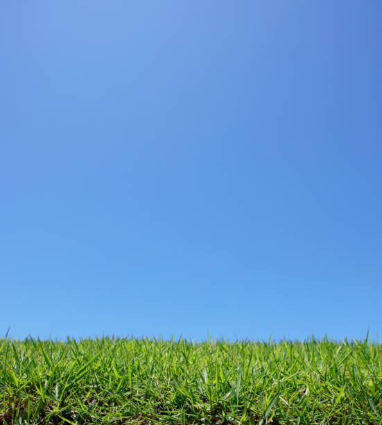 istock beautiful blue sky and lawn 1575293951