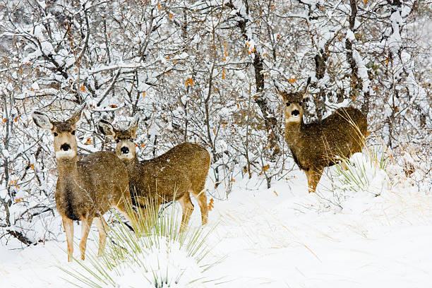 istock Colorado Mule Deer in the Winter Snow 157529419