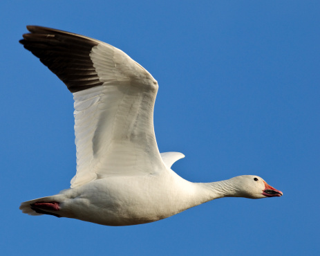 A snow goose (Chen caerulescens) in flight against a clear blue sky.