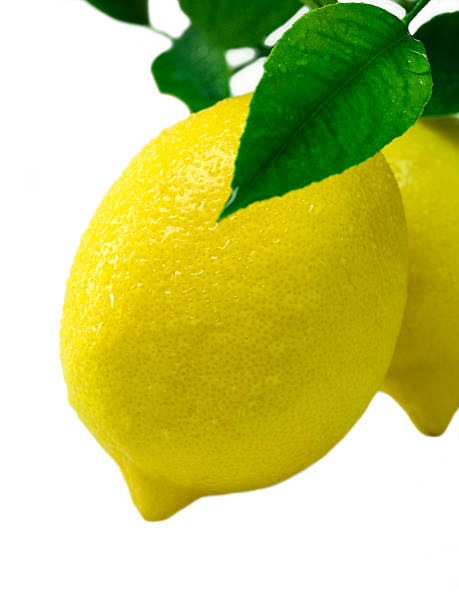 Fresh Lemon stock photo