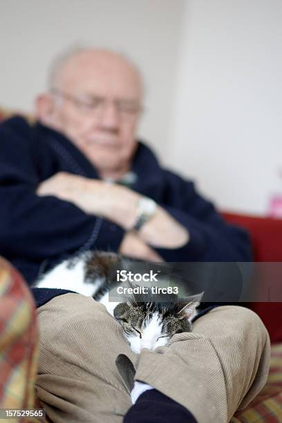 Octogenarian Dormir No Sofá Com Um Gato Adormecer Também - Fotografias de stock e mais imagens de Aconchegante
