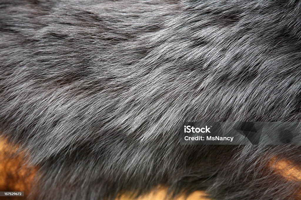 Black Bear Hide  American Black Bear Stock Photo