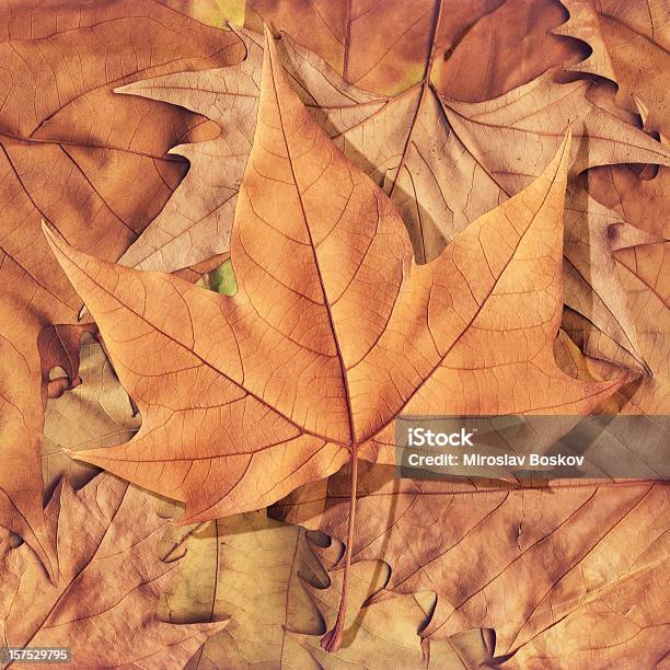 Foto de Alta Resolução De Maple Folhas Isolado Em Folhagem De Outono Seco Fundo De e mais fotos de stock de Amarelo