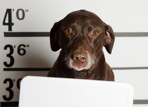 istock Mugshot of a Dog 157529797