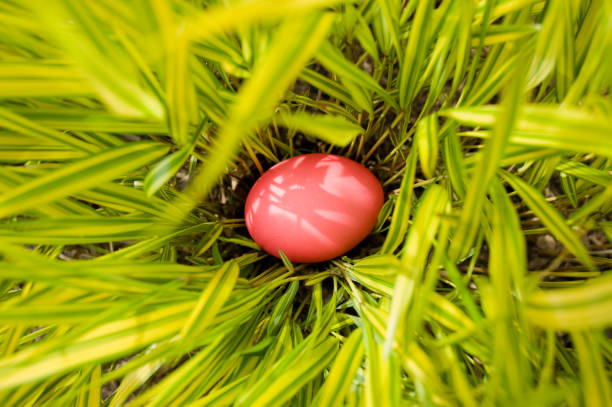 Easter colorful eggs with grass on white background. Easter concept of blue egg on green grass at white background. Cop space for text