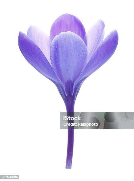 Azafrán Aislado Foto de stock y más banco de imágenes de Púrpura - Púrpura, Azafrán - Familia del Iris, Flor