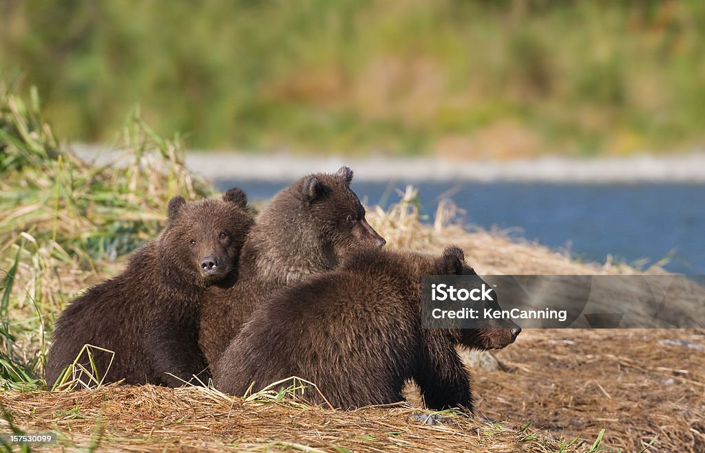 Três Bear Cubs - Royalty-free Dormir Foto de stock