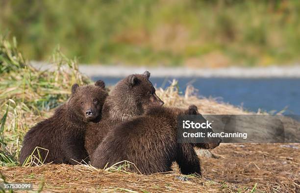 Três Bear Cubs - Fotografias de stock e mais imagens de Dormir - Dormir, Urso-pardo, Cria de urso
