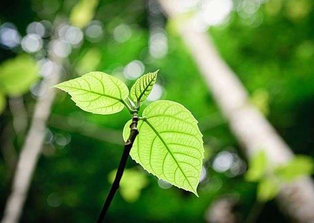 Growing Sapling Photographed from below, a small sapling is dwarfed by huge rainforest trees in northern Queensland, Australia. sapling stock pictures, royalty-free photos & images