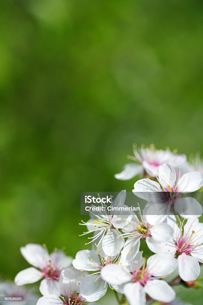 Fiore di ciliegio - Foto stock royalty-free di Albero