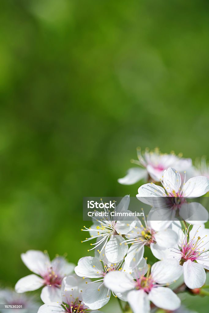 Cherry blossom - Foto de stock de Beleza natural - Natureza royalty-free