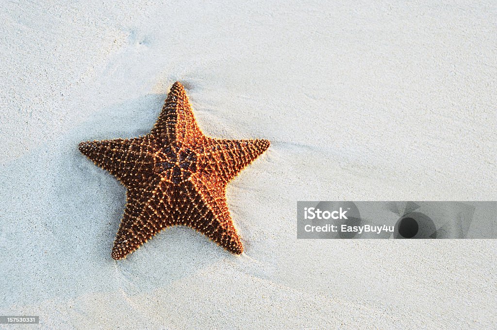 Starfish at the beach  Starfish Stock Photo