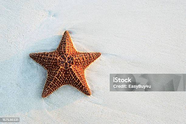 Starfish At The Beach Stock Photo - Download Image Now - Starfish, Sand, Copy Space