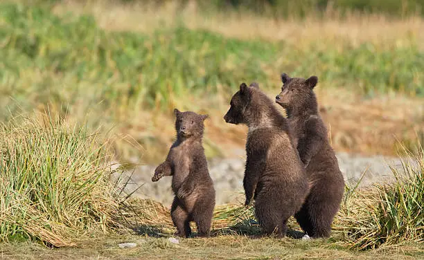 Photo of Three Bear Cubs