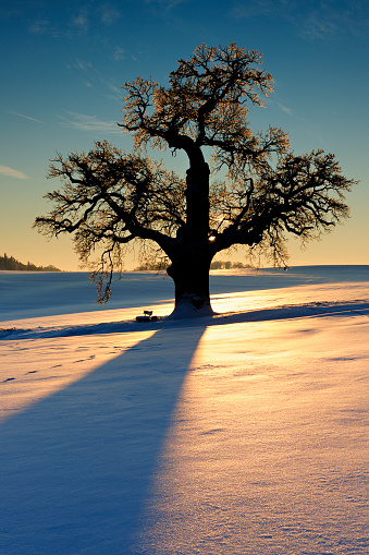 Winter landscape, amazing sundown in winter , Poland Europe, river valley Knyszyn Primeval Forest