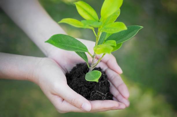 istock Hand holding and planting new tree with green bokeh background 157530633