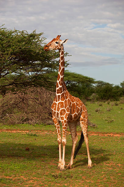 istock Reticulated giraffe Samburu National Park Kenya. 157530746