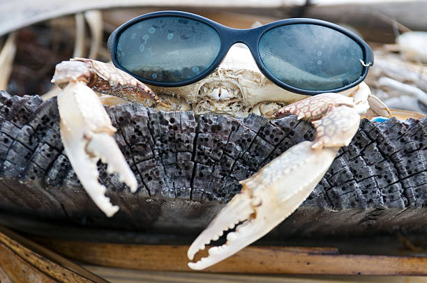 Crab stock photo