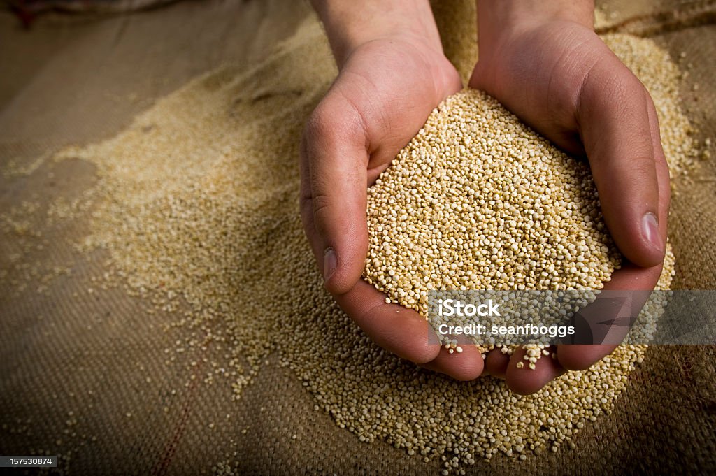 Superfood orgânico Quinoa grão inteiro em mãos - Royalty-free Quinoa Foto de stock