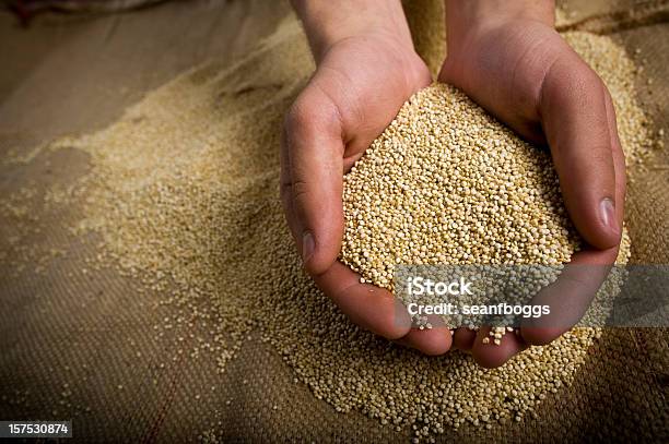 Superfood Orgânico Quinoa Grão Inteiro Em Mãos - Fotografias de stock e mais imagens de Quinoa - Quinoa, Comida, Espaço para Texto