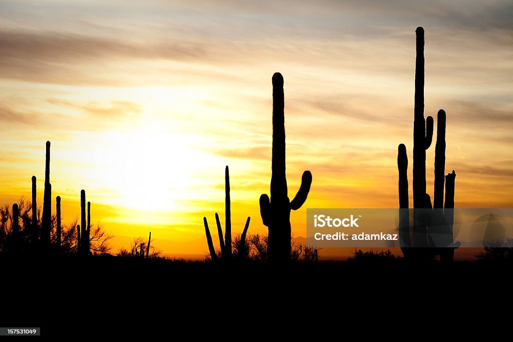 De Cactus del desierto de Arizona Sagauro atardecer - Foto de stock de El lejano oeste libre de derechos