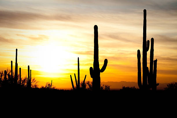 istock Arizona Desert Cactus Sagauro Sunset 157531049