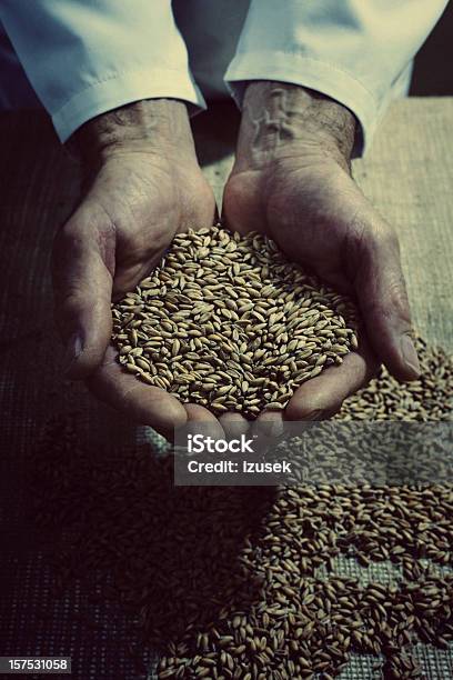 Hands Of A Baker Holding Seeds Stock Photo - Download Image Now - Wheat, Abundance, Adult