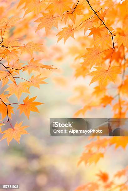 Hermosa Hojas De Arce Japonés Xiii Foto de stock y más banco de imágenes de Aire libre - Aire libre, Arce, Arce Japonés
