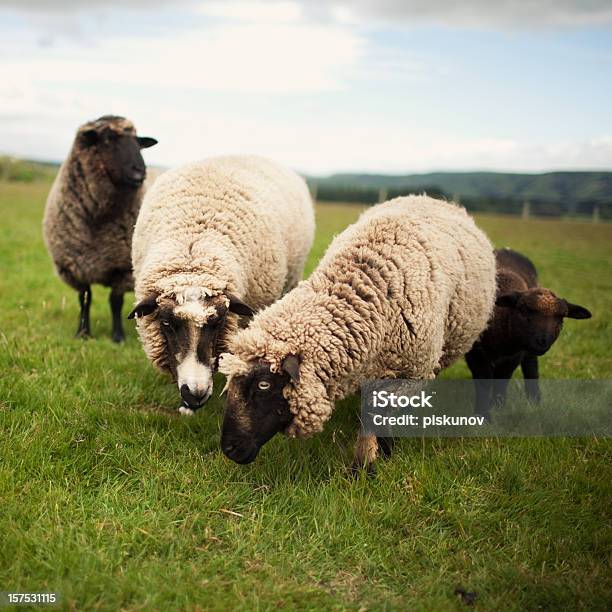 Lamb Nowa Zelandia Meadow - zdjęcia stockowe i więcej obrazów Fotografika - Fotografika, Grupa zwierząt, Jagnię - zwierzę