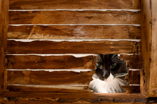 A cat stares intensely into a mouse hole in a wall.  Click to view similar images.