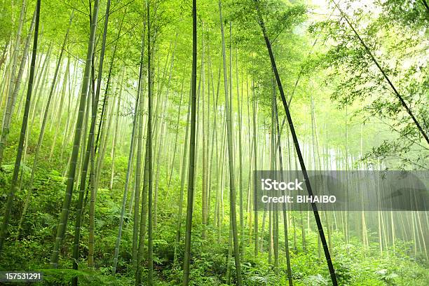 Foresta Di Bambù - Fotografie stock e altre immagini di Bambù - Graminacee - Bambù - Graminacee, Bosco di bambù, Cina