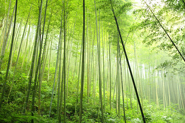 floresta de bambu - bamboo grove imagens e fotografias de stock