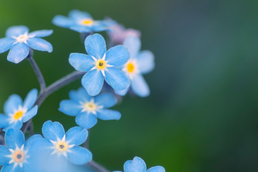 Close up of forget-me-not (Myosotis scorpioides) flowers.