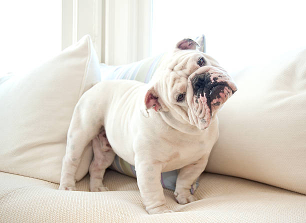 A cute English bulldog on a couch Portrait of English Bulldog on white sofa looking quizzically into camera. head cocked stock pictures, royalty-free photos & images