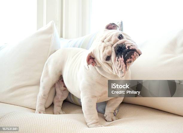 A Cute English Bulldog On A Couch Stock Photo - Download Image Now - Dog, English Bulldog, Bulldog