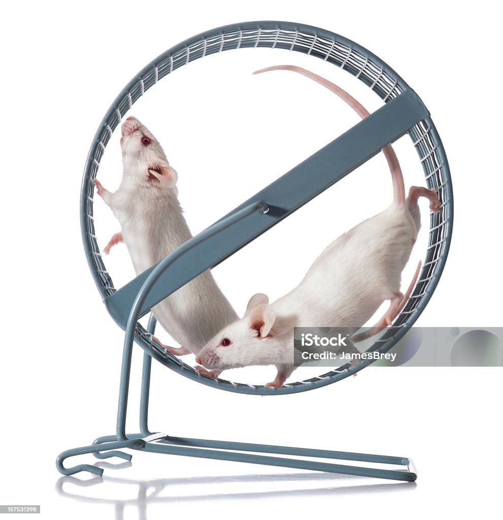 Teamwork; Two White Mice Team Exercising in Running Wheel Mouse - Animal Stock Photo