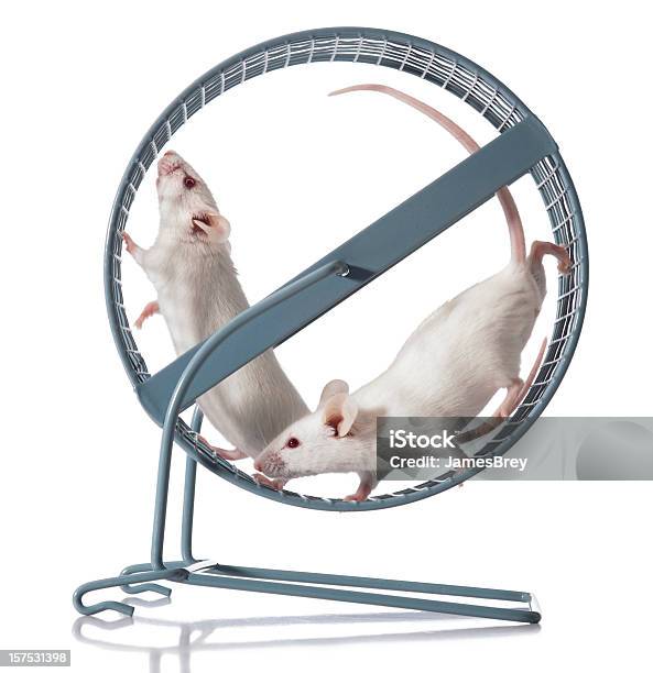 Teamwork Two White Mice Team Exercising In Running Wheel Stock Photo - Download Image Now