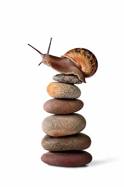 Snail climbing and reaching the top of a pile of pebbles stacked together. Isolated on white. 