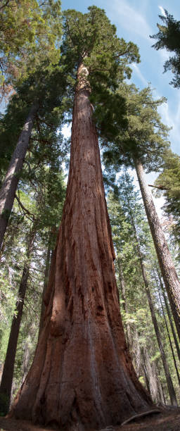 istock Giant Old Sequoia Tree, Yosemite, CA USA 157531689