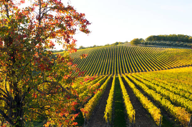 istock Vineyard Landscape in Autumn 157531835