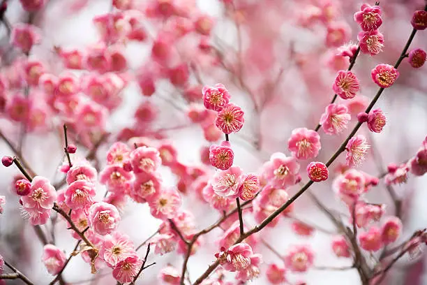 red plum blossoms in spring