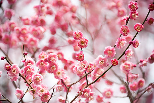 сливы цветами - vibrant color horizontal japan branch стоковые фото и изображения