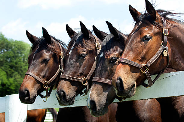 Thoroughbred Racehorses Four thoroughbred racehorses standing in line by a fence thoroughbred horse stock pictures, royalty-free photos & images