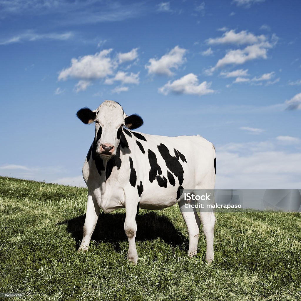 Vaca - Foto de stock de Agricultura libre de derechos