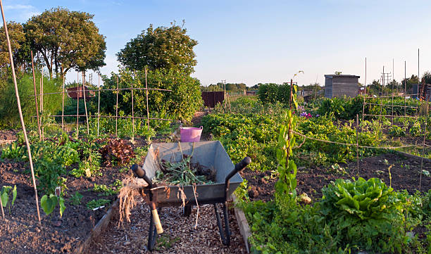 Gardeners time, allotment fruits and vegetables.  community garden stock pictures, royalty-free photos & images