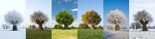 Image of the same tree in six  different months of the year.  With fresh green leaves in spring, green leaves in summer, bare n fall and covered in snow in winter. The tree stands solitaire in a field.