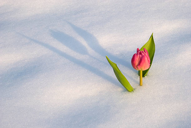 Spring time!  snow flowers stock pictures, royalty-free photos & images