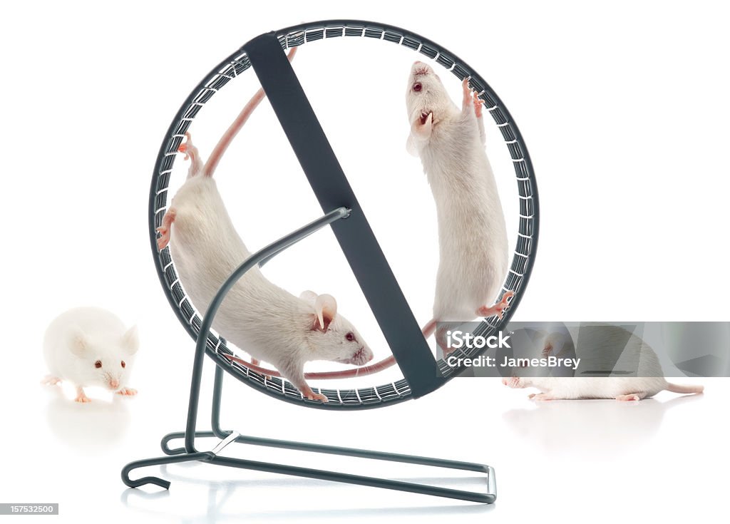 Atletico sano bianco Mice lavoro-Out presso la rotella del Mouse in palestra - Foto stock royalty-free di Topo - Animale